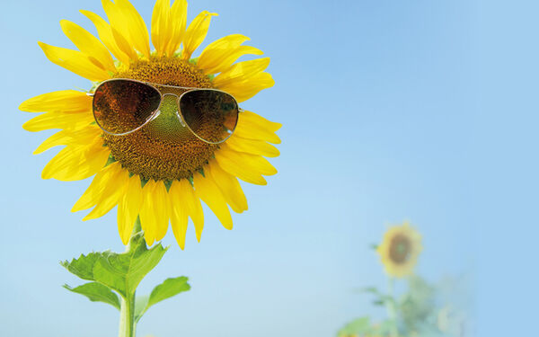 A sunflower illustration with sunglasses on.