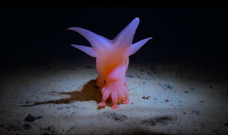 A pink and purple luminescent sea creature on the ocean floor.  