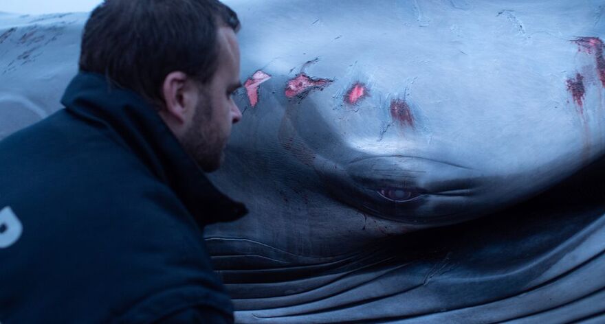 Man sat in front of an injured whale