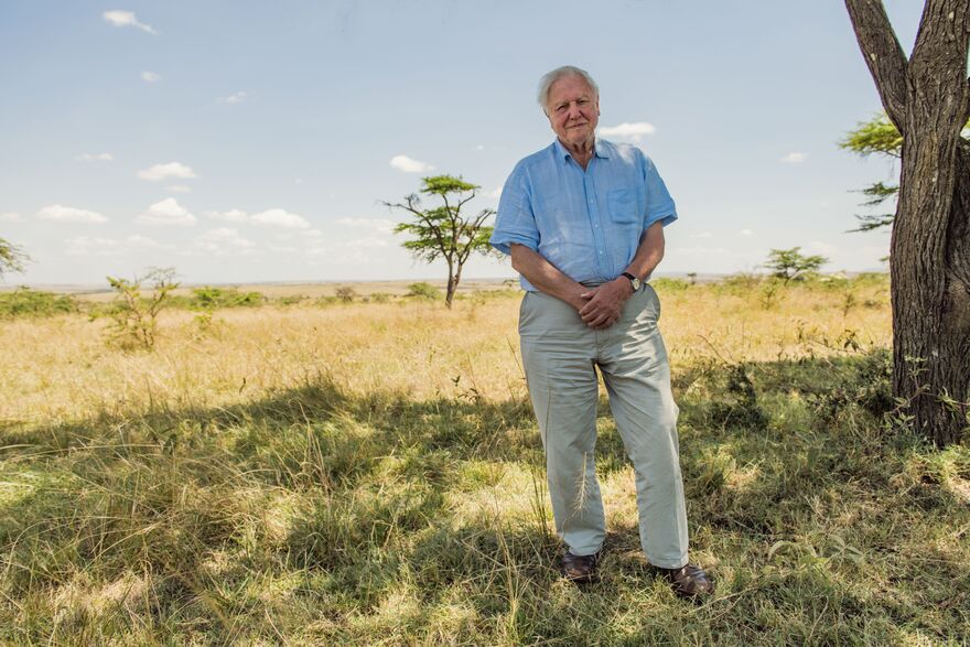 David Attenborough stands in short grass under the shade of a tree. 