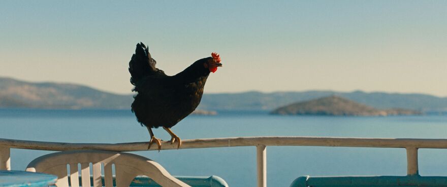 A hen stands on a balcony rail. The ocean can be seen in the background. 