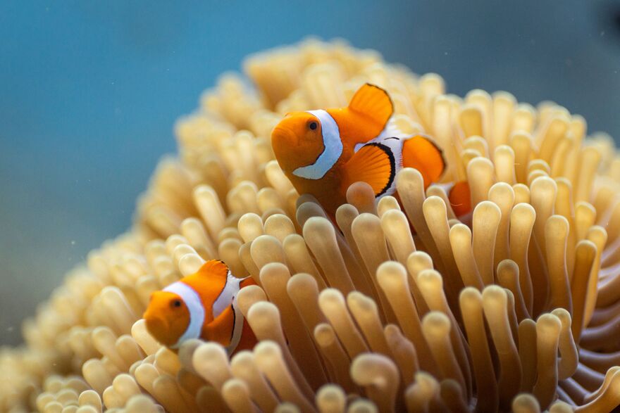 Two clown fish swimming amongst vegetation. 