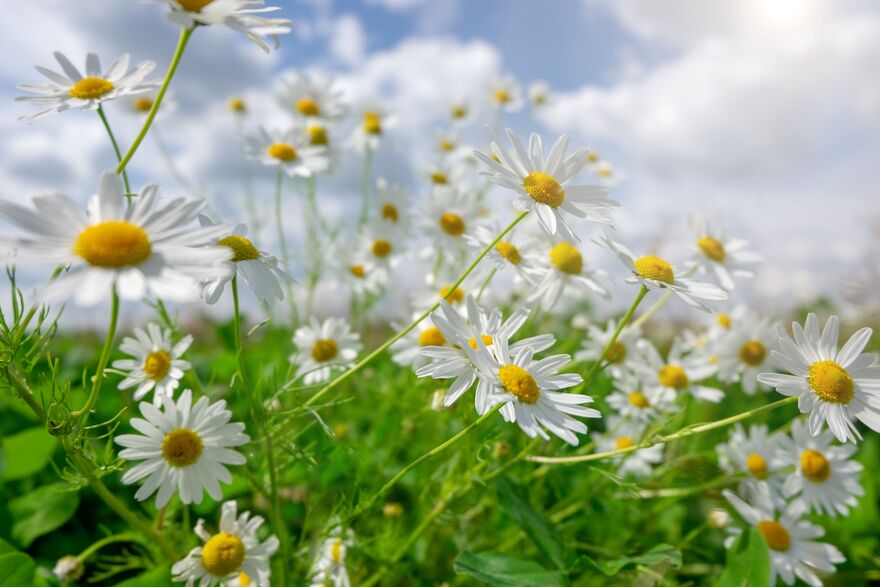 A field of daisies 