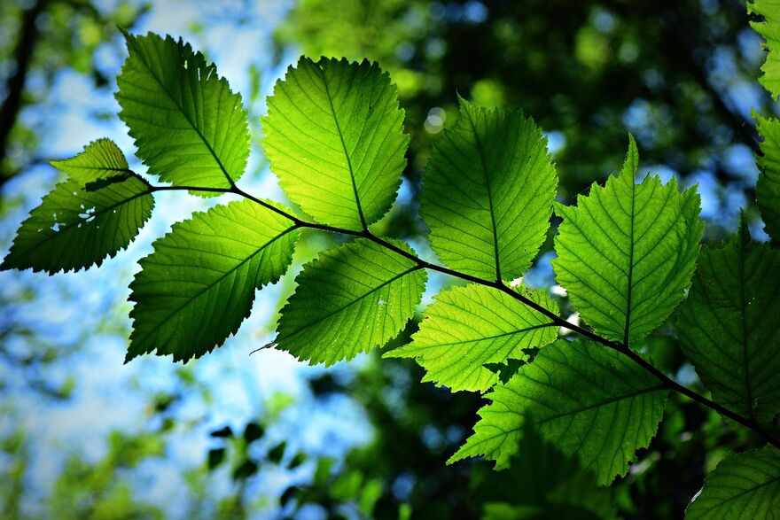 A branch of green leaves with sun shining on it